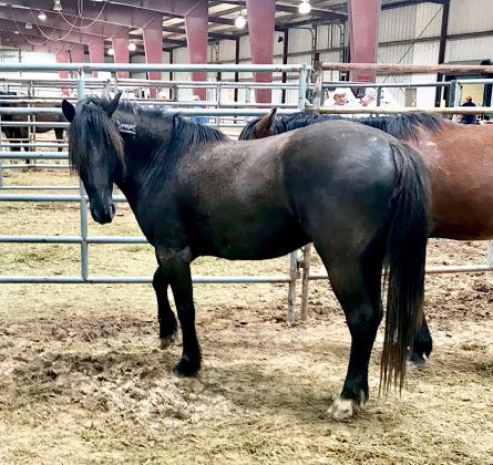 BLM hosting wild horse and burro adoption event in Kerrville
