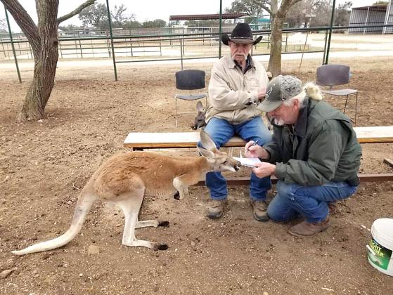 Bulletin contributor Dennis Allyn interviews Alice following her return to Bill Rivers’ Camel Farm. BULLETIN PHOTO
