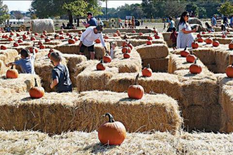 Pumpkin patches celebrate fall’s beauty