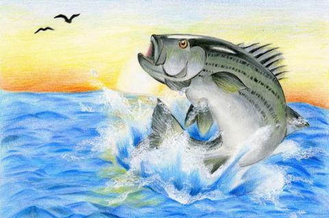 Texas Fish Art Contest unveils 2024 winners