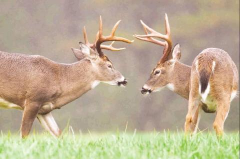 Great deer hunting prospects forecast