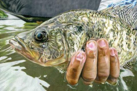 Texas Fish Art Contest unveils 2024 winners