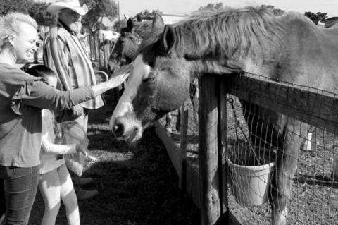 Horse Rescue reintroduces itself Saturday