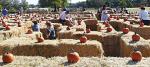Pumpkin patches celebrate fall’s beauty