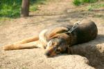 New law bans chaining dogs outside